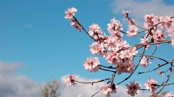 Los almendros comienzan a florecer. (Foto: Pixabay)