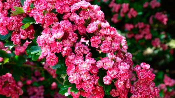 Quiero hacer contigo lo que la primavera hace con los cerezos. (Foto Pixabay)
