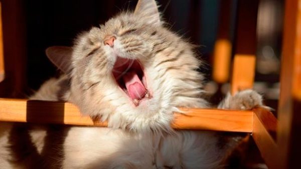 El tiempo de la siesta se acabó