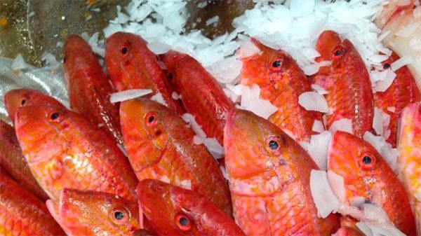 Salmonetes ricos y sanos. (Foto: Pixabay)