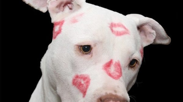 Este 13 de abril se celebra el Día Mundial del Beso. (Foto: Pixabay)