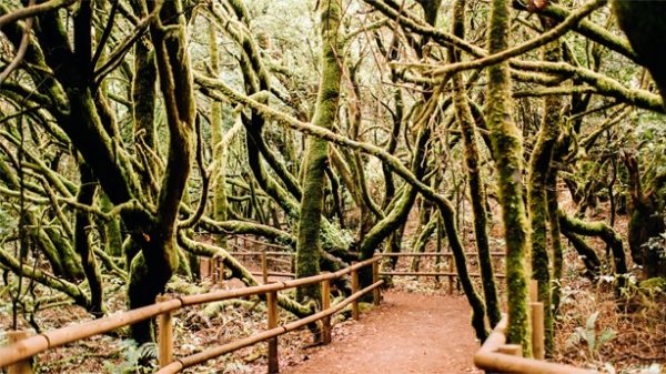 El misterioso Parque Nacional de Garajonay
