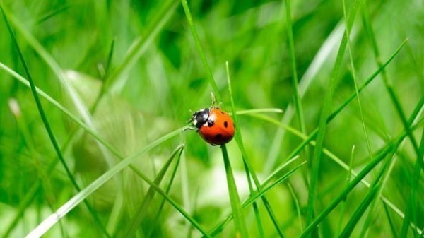 La naturaleza nos da las dotes sin pedir nada a cambio