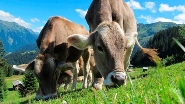 No todas las vacas se dejan ordeñar. (Foto: Pixel-Sepp/Pixabay)