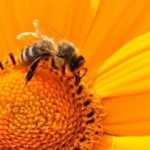 Las abejas dejan de zumbar al posarse sobre las flores. (Foto: Pixabay)