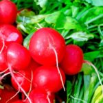 Los rabanitos dan un sabor extraordinario. (Foto: Pixabay)