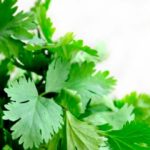 El perejil es muy importante en esta receta. (Foto: restyledliving/Pixabay)