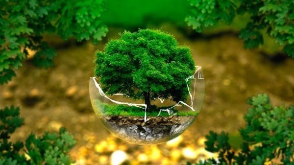 El 5 de junio se celebra el Día Mundial del Medio Ambiente. (Foto: Pixabay)