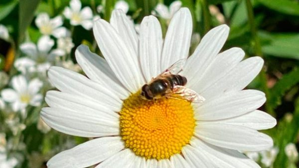 Un hombre nunca es tan grande como cuando se agacha para cuidar una flor. (Foto: Dagmar Laubsch)