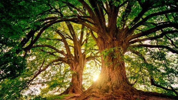 No hay árbol que el viento no haya sacudido. (Foto: jplenio/Pixabay)