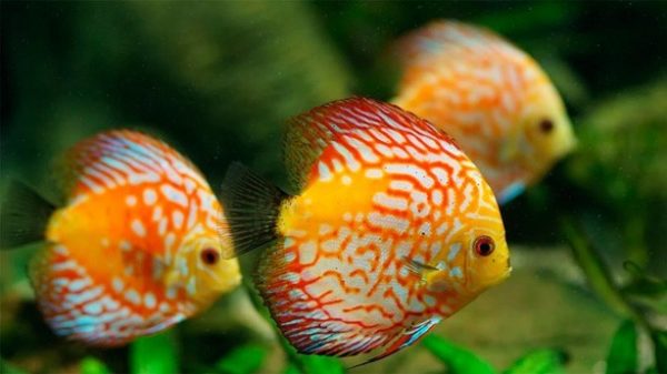 Enseñar a nadar a los peces. (Foto: dianakuehn30010/Pixabay)