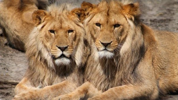 Hoy se celebra el Día Mundial del León. (Foto: Aboeka/Pixabay)