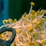 Los brotes de soja son muy sanos. (Photo by Peijia Li on Unsplash)
