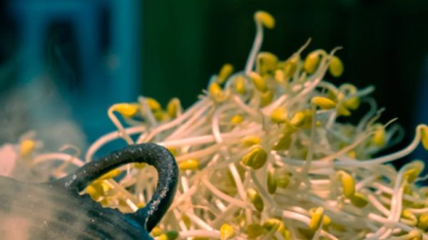 Los brotes de soja son muy sanos. (Photo by Peijia Li on Unsplash)