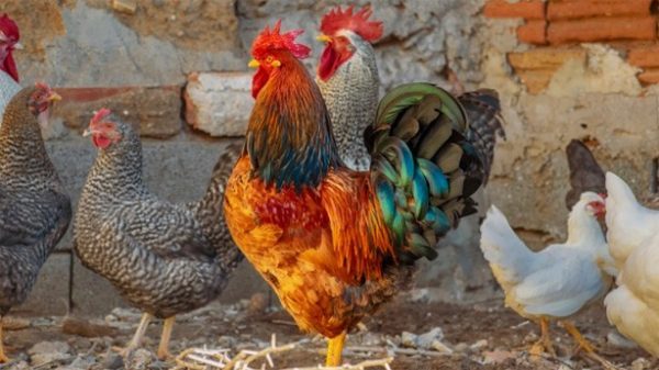 A ninguna gallina le pesan sus plumas. (Foto: enriquelopezgarre/Pixabay)