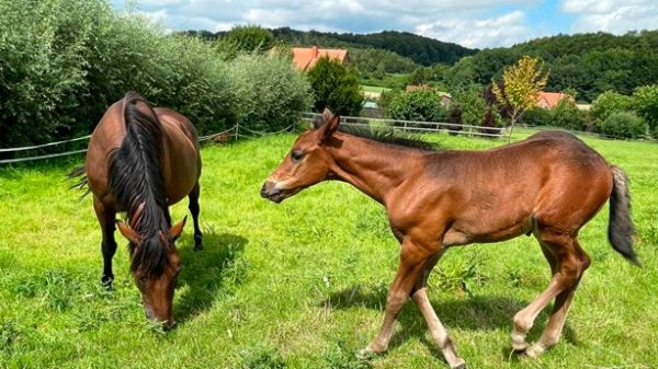 Un caballo te permite volar sin alas. (Foto: Dagmar Laubsch)
