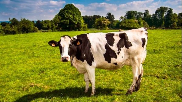 8203;8203;8203;8203;8203;8203;8203;La vaca olvida que fue ternera. (Foto: arnolgs/Pixabay)