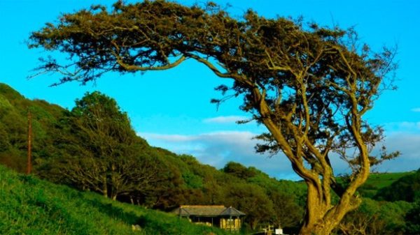El árbol quiere la paz