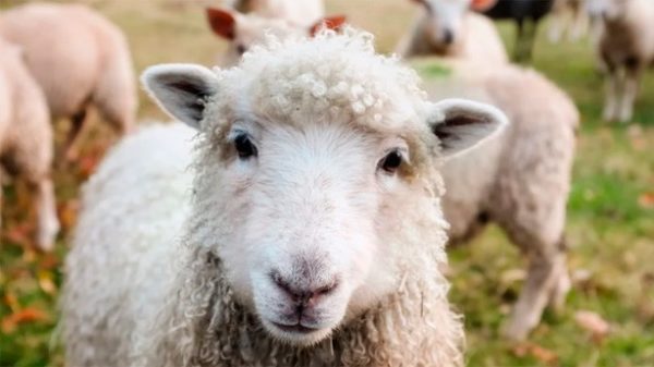 Hoy se celebra el Día de los Animales. (Foto: Pixabay)