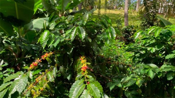 Una de las primeras cosas que hice en la Loma de Thoreau fue sembrar café. (Foto: C. Venegas)