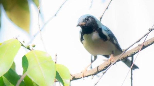 Cigüita azul (Setophaga caerulescens). (Foto: Rosalina Perdomo)