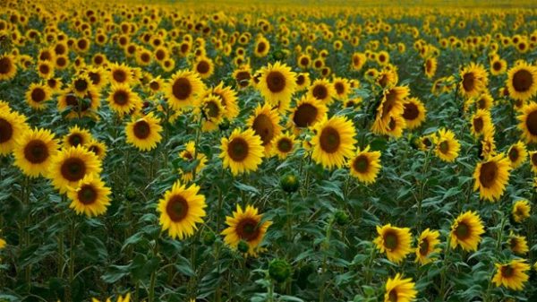 Un enorme campo de girasoles. (Foto: Hans Linde/Pixabay)