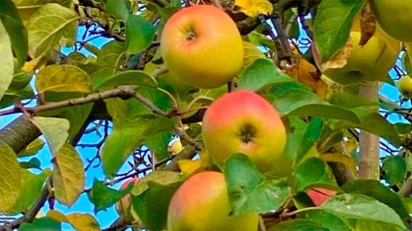 Del árbol del silencio pende el fruto de la seguridad. (Foto: Pixabay)