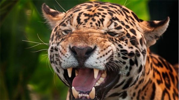 Hoy se celebra el Día Mundial de la conservación de Jaguar.