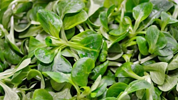 Canónigos para una ensalada muy sana. (Foto: manfredrichter/Pixabay)