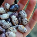 Judías o alubias pintas para un plato delicioso. (Foto: Pixabay)