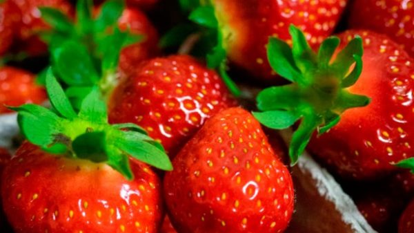 Es mejor escoger frutos pequeños. (Photo by Justus Menke on Unsplash)
