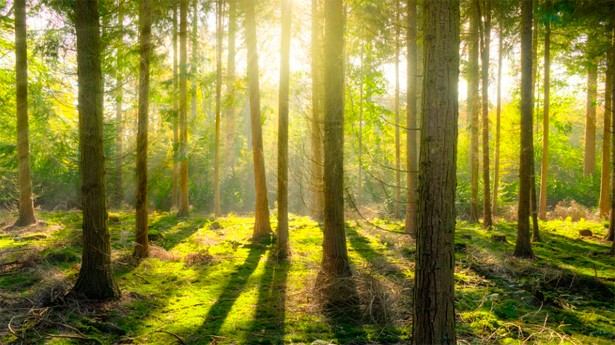 (Foto: Skitterphoto/Pixabay)