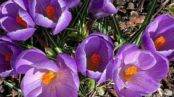 Hoy se celebra también el Día del Color. (Foto: Dagmar Laubsch)
