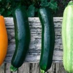 Elige la clase de calabacín que más te guste. (Foto: bones64/Pixabay)