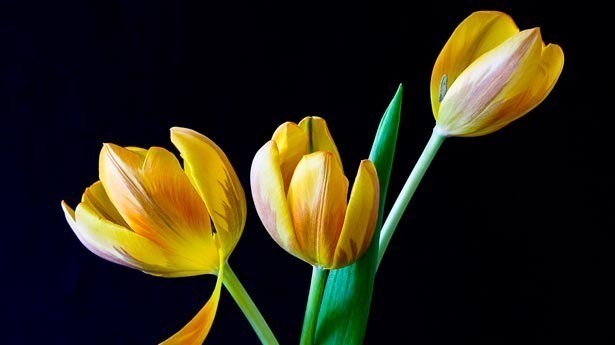 Una piedra lanzada por la mano de un amigo es como una flor. (Foto: Pixabay)
