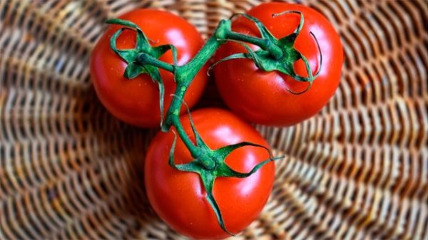 Ricos tomates para rellenar con bonito del norte y queso. (Foto: Pixabay)