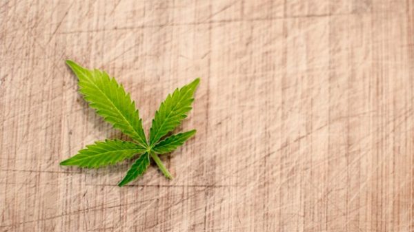 Sólo se permiten los cultivos de plantas de cáñamo con niveles de THC por debajo del 0