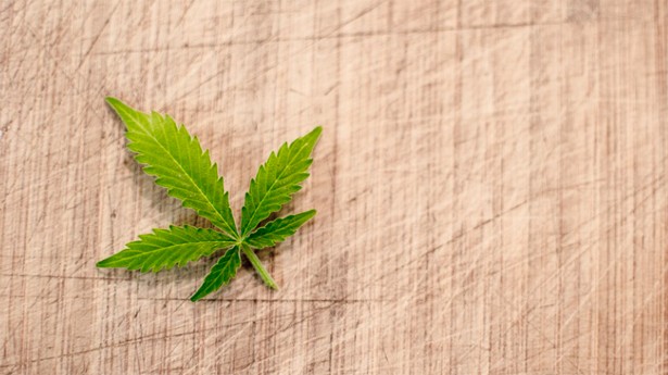 Sólo se permiten los cultivos de plantas de cáñamo con niveles de THC por debajo del 0