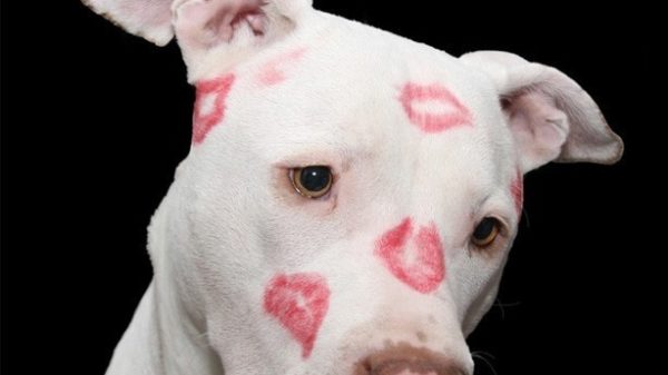 8203;8203;8203;8203;8203;8203;8203;Este 13 de abril se celebra el Día Mundial del Beso. (Foto: Pixabay)