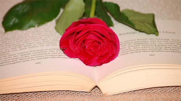 8203;8203;8203;8203;8203;8203;8203;Un libro y una rosa en el día de San Jorge o Sant Jordi. (Foto: hansbenn/Pixabay)