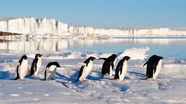 El 25 de abril es el Día Mundial de los Pingüinos. (Foto: derdento/Pixabay)