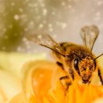 El 20 de mayo se celebra el día de la abeja. (Imagen: Myriams-Fotos/Pixabay)