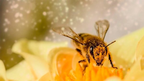 El 20 de mayo se celebra el día de la abeja. (Imagen: Myriams-Fotos/Pixabay)