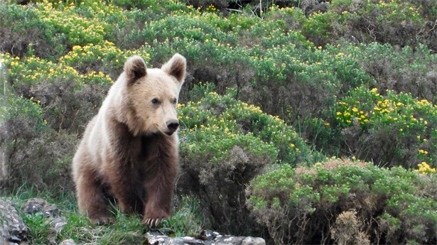 La relación de Asturias con el oso viene de antiguo. (Foto: FOP)