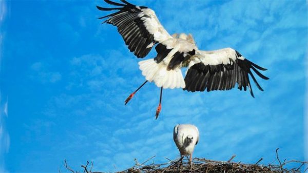 Los 4 de junio se celebra el día de la fertilidad. (Foto: Pixabay)