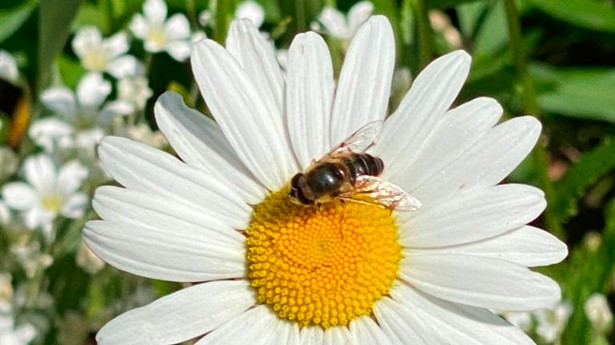 Un hombre nunca es tan grande como cuando se agacha para cuidar una flor. (Foto: Dagmar Laubsch)