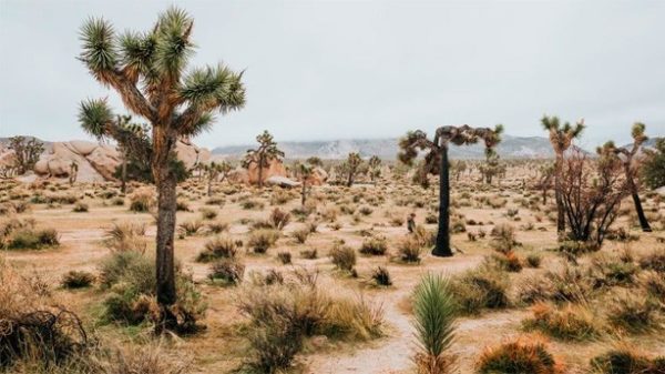 Hoy se celebra el Día Mundial de la Lucha contra la Desertificación (Foto: zj900430/Pixabay)