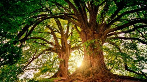 El que antes de su muerte ha plantado un árbol