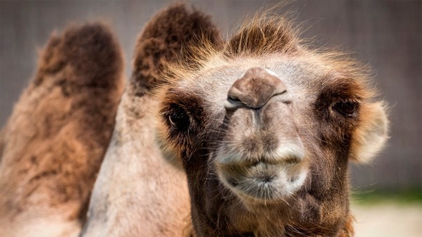 Si un hombre te dice que pareces un camello... (Foto: Bergadder/Pixabay)