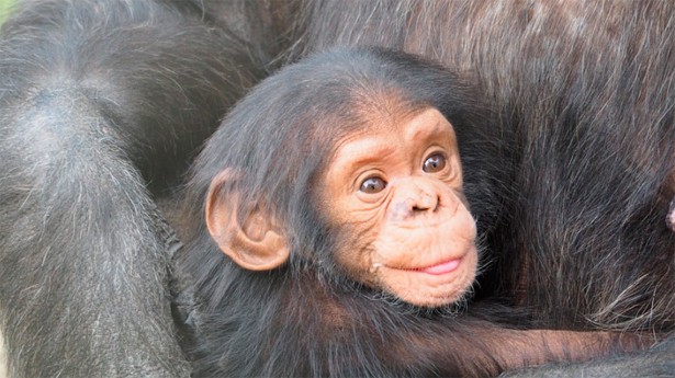 Hoy se celebra el Día del chimpancé. (Foto: stefaanroelofs/Pixabay)